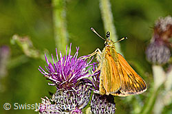 Rostfarbiger Dickkopffalter (Ochlodes sylvanus) auf Sumpf-Kratzdistel (Cirsium palustre) (C230817) Rostfarbiger Dickkopffalter (Ochlodes sylvanus) auf Sumpf-Kratzdistel (Cirsium palustre) (C230817)