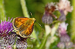 Rostfarbiger Dickkopffalter (Ochlodes sylvanus) auf Sumpf-Kratzdistel (Cirsium palustre) (C230818) Rostfarbiger Dickkopffalter (Ochlodes sylvanus) auf Sumpf-Kratzdistel (Cirsium palustre) (C230818)
