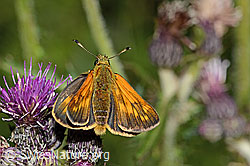 Rostfarbiger Dickkopffalter (Ochlodes sylvanus) auf Sumpf-Kratzdistel (Cirsium palustre) (03.07.2022, C230821)