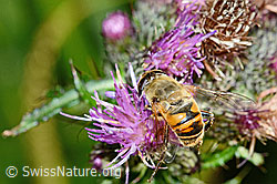 Mistbiene (Eristalis tenax) auf Sumpf-Kratzdistel (Cirsium palustre) (C230825) Mistbiene (Eristalis tenax) auf Sumpf-Kratzdistel (Cirsium palustre) (C230825)
