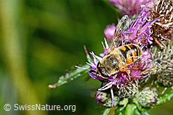 Mistbiene (Eristalis tenax) auf Sumpf-Kratzdistel (Cirsium palustre) (C230826) Mistbiene (Eristalis tenax) auf Sumpf-Kratzdistel (Cirsium palustre) (C230826)