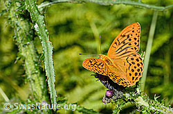 Kaisermantel (Argynnis paphia) auf Sumpf-Kratzdistel (Cirsium palustre) (03.07.2022, C230828)