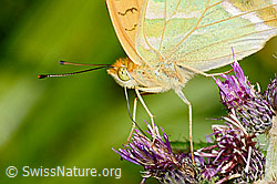 Kaisermantel (Argynnis paphia) auf Sumpf-Kratzdistel (Cirsium palustre) (C230859) Kaisermantel (Argynnis paphia) auf Sumpf-Kratzdistel (Cirsium palustre) (C230859)