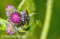 Graue Fleischfliege (Sarcophaga carnaria) auf Sumpf-Kratzdistel (Cirsium palustre) (C230861) Graue Fleischfliege (Sarcophaga carnaria) auf Sumpf-Kratzdistel (Cirsium palustre) (C230861)