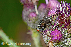 Graue Fleischfliege (Sarcophaga carnaria) auf Sumpf-Kratzdistel (Cirsium palustre) (C230862) Graue Fleischfliege (Sarcophaga carnaria) auf Sumpf-Kratzdistel (Cirsium palustre) (C230862)