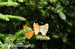 Foto: Kaisermantel (Argynnis paphia)