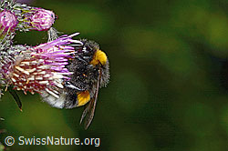 Dunkle Erdhummel (Bombus terrestris) an Sumpf-Kratzdistel (Cirsium palustre) (C230883) Dunkle Erdhummel (Bombus terrestris) an Sumpf-Kratzdistel (Cirsium palustre) (C230883)