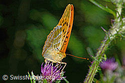 Kaisermantel (Argynnis paphia) auf Sumpf-Kratzdistel (Cirsium palustre) (C230892) Kaisermantel (Argynnis paphia) auf Sumpf-Kratzdistel (Cirsium palustre) (C230892)