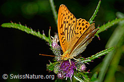 Kaisermantel (Argynnis paphia) auf Sumpf-Kratzdistel (Cirsium palustre) (C230901) Kaisermantel (Argynnis paphia) auf Sumpf-Kratzdistel (Cirsium palustre) (C230901)