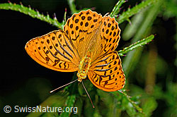 Kaisermantel (Argynnis paphia) auf Sumpf-Kratzdistel (Cirsium palustre) (C230902) Kaisermantel (Argynnis paphia) auf Sumpf-Kratzdistel (Cirsium palustre) (C230902)