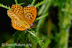 Kaisermantel (Argynnis paphia) auf Sumpf-Kratzdistel (Cirsium palustre) (C230903) Kaisermantel (Argynnis paphia) auf Sumpf-Kratzdistel (Cirsium palustre) (C230903)