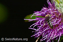 Gewöhnliche Schmalbiene (Lasioglossum calceatum) auf Sumpf-Kratzdistel (Cirsium palustre) (C230913) Gewöhnliche Schmalbiene (Lasioglossum calceatum) auf Sumpf-Kratzdistel (Cirsium palustre) (C230913)
