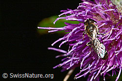 Gewöhnliche Schmalbiene (Lasioglossum calceatum) auf Sumpf-Kratzdistel (Cirsium palustre) (03.07.2022, C230914)