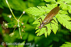 Neu in SwissNature.org: Bach-Perlensteinfliege (Perla marginata)