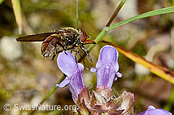 Gemeine Brunelle (Prunella vulgaris)