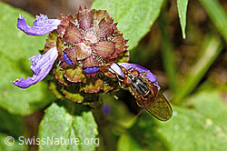 Foto: Gemeine Schnauzenschwebfliege (Rhingia campestris) an Gemeine Brunelle (Prunella vulgaris)