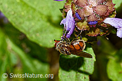 Foto: Gemeine Schnauzenschwebfliege (Rhingia campestris) an Gemeine Brunelle (Prunella vulgaris)