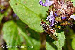 Foto: Gemeine Schnauzenschwebfliege (Rhingia campestris) an Gemeine Brunelle (Prunella vulgaris)