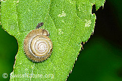 Foto: Seidenhaarschnecke (Trochulus sericeus)