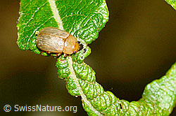 Foto: Gonioctena pallida (Blattkäfer)