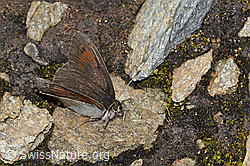 Foto: Schweizer Schillernder Mohrenfalter (Erebia tyndarus)