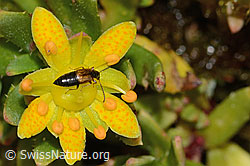 C234804: Anthophagus alpinus (Kurzflügler) auf Bewimpertem Steinbrech (Saxifraga aizoides)