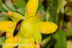 C234806: Anthophagus alpinus (Kurzflügler) auf Bewimpertem Steinbrech (Saxifraga aizoides)
