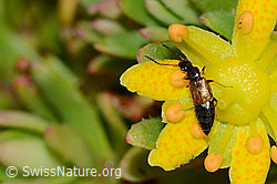C234807: Anthophagus alpinus (Kurzflügler) auf Bewimpertem Steinbrech (Saxifraga aizoides)