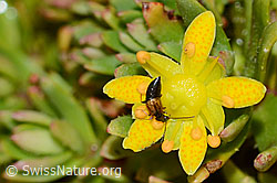 C234808: Anthophagus alpinus (Kurzflügler) auf Bewimpertem Steinbrech (Saxifraga aizoides)