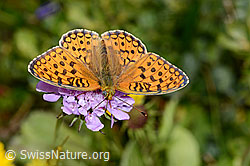 C234819: Mittlerer Perlmuttfalter (Fabriciana niobe) auf Glänzender Skabiose (Scabiosa lucida)