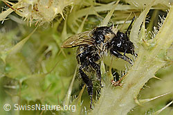 Foto: Berghummel (Bombus mesomelas) auf Alpen-Kratzdistel (Cirsium spinosissimum)