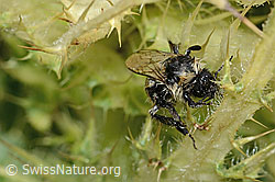 Foto: Berghummel (Bombus mesomelas) auf Alpen-Kratzdistel (Cirsium spinosissimum)