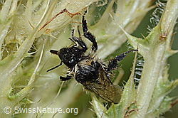 Foto: Berghummel (Bombus mesomelas) auf Alpen-Kratzdistel (Cirsium spinosissimum)