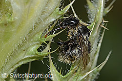 Berghummel (Bombus mesomelas) auf Alpen-Kratzdistel (Cirsium spinosissimum) (C234928) Berghummel (Bombus mesomelas) auf Alpen-Kratzdistel (Cirsium spinosissimum) (C234928)