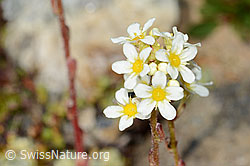 C234968: Trauben-Steinbrech (Saxifraga paniculata)