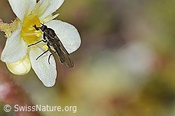 Trauben-Steinbrech (Saxifraga paniculata)