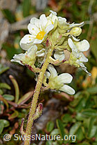 C234997: Trauben-Steinbrech (Saxifraga paniculata)