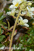 C234999: Trauben-Steinbrech (Saxifraga paniculata)