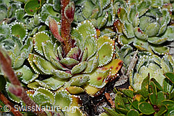 C235000: Trauben-Steinbrech (Saxifraga paniculata)