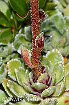 C235001: Trauben-Steinbrech (Saxifraga paniculata)