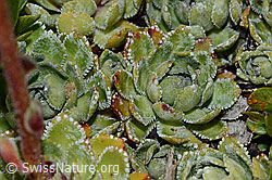 C235002: Trauben-Steinbrech (Saxifraga paniculata)