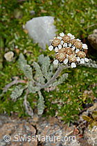 C235021: Zwerg-Schafgarbe (Achillea nana)
