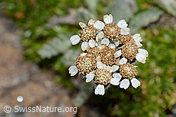 C235022: Zwerg-Schafgarbe (Achillea nana)