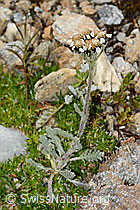 C235023: Zwerg-Schafgarbe (Achillea nana)