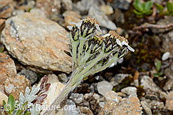 C235024: Zwerg-Schafgarbe (Achillea nana)