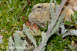 C235025: Zwerg-Schafgarbe (Achillea nana)