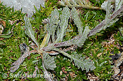 C235027: Zwerg-Schafgarbe (Achillea nana)