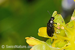 Dasytes obscurus (Wollhaarkäfer) auf Alpen-Hornkraut (Cerastium alpinum)