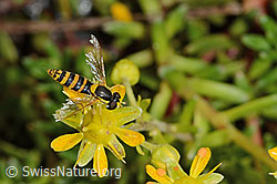 Foto: Gewöhnliche Langbauchschwebfliege (Sphaerophoria scripta) auf Bewimpertem Steinbrech (Saxifraga aizoides)