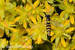 Foto: Gewöhnliche Langbauchschwebfliege (Sphaerophoria scripta) auf Bewimpertem Steinbrech (Saxifraga aizoides)
